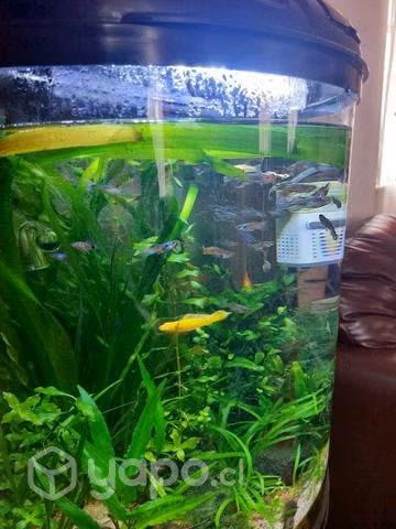 Acuario panoramico