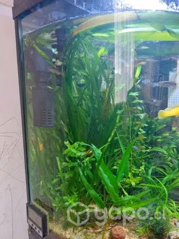 Acuario panoramico