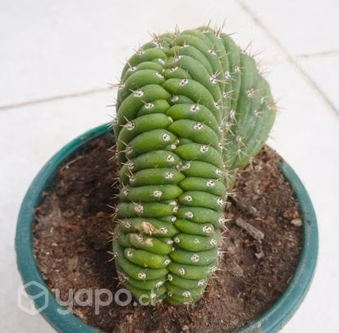 Cactus mostruoso cerebro crestado