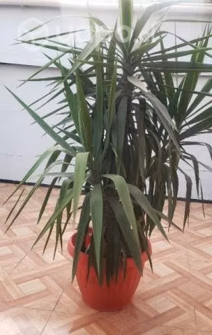 Planta Yucas