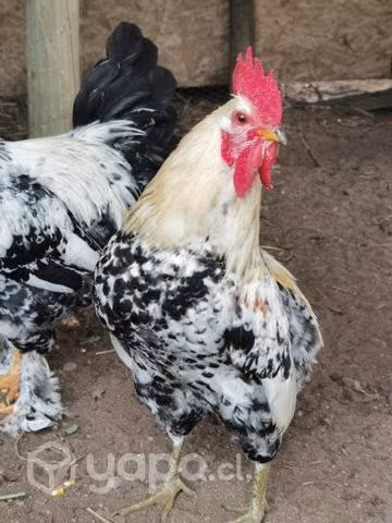 Gallos Colloncos Araucanos