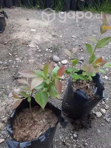 Plantas de arandanos