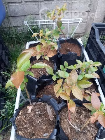 Plantas de arandanos