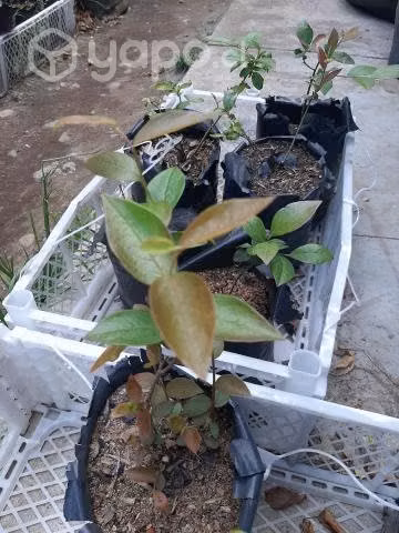 Plantas de arandanos