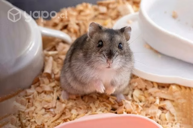 Jaula con hamster