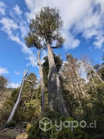Parcela Sector cordillera Melipeuco - Imagen 3