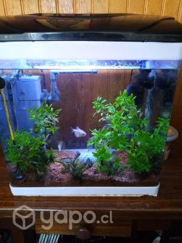 Acuario