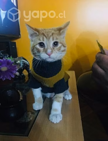 Chaleco gatito - Imagen 2