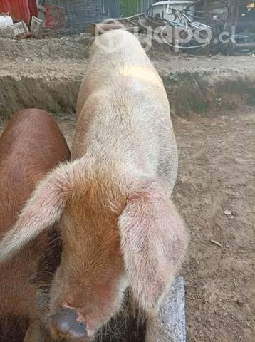 (V)cerdas preñadas.o por lote .