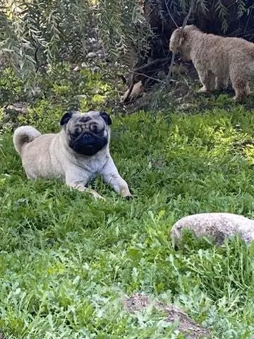 Busco cruza Pug Ovalle - Imagen 2