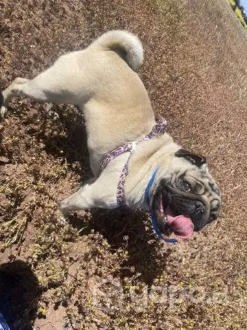 Busco cruza Pug Ovalle - Imagen 3