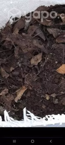 Tierra de hoja cernida 100% nativa