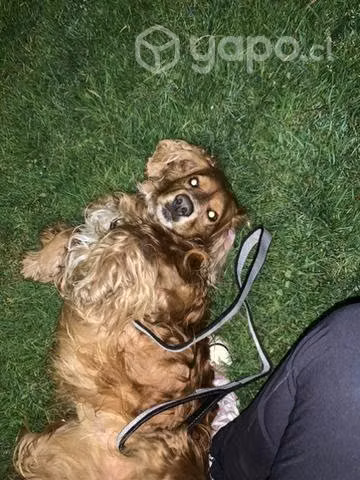 Adopción de perro cocker