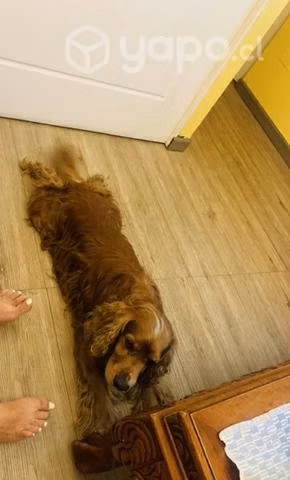 Adopción de perro cocker