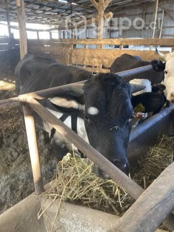 Toro