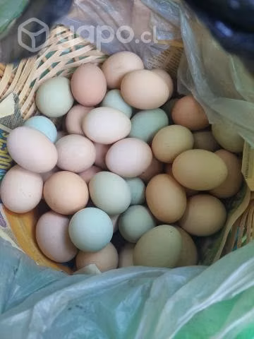 Huevitos de campo