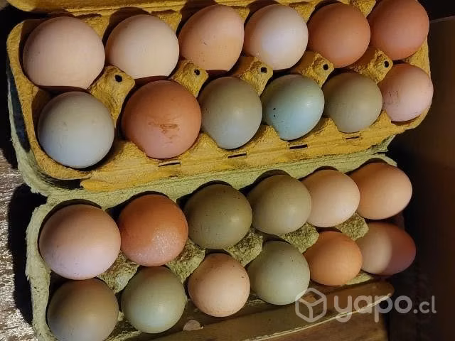 Huevitos de campo