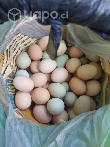 Huevitos de campo