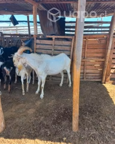 Caprino macho reproductor sannen