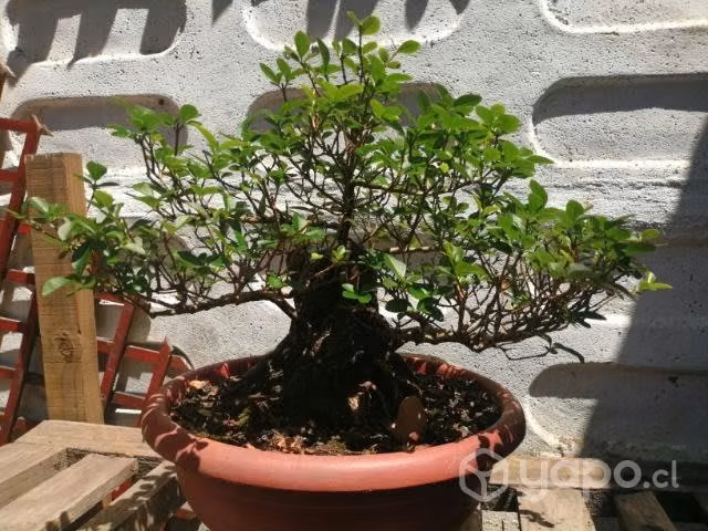 Bonsai ligustrum sinensis 20 años