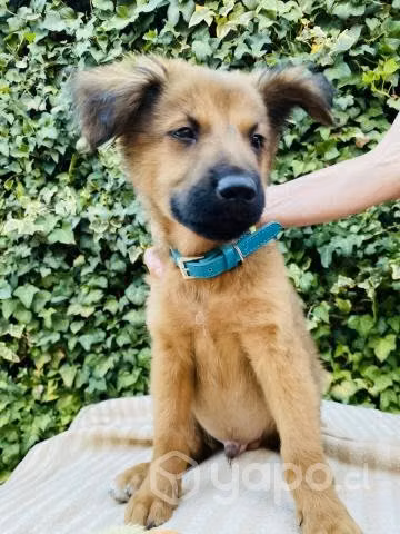 Cachorro en adopción