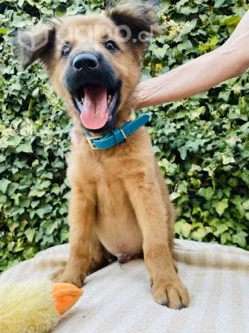 Cachorro en adopción