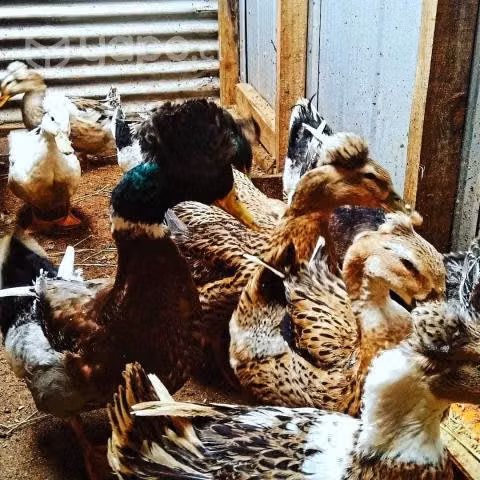 Huevos fertiles de patos con moño
