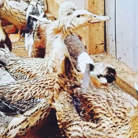 Huevos fertiles de patos con moño