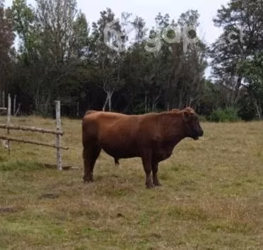 toro
