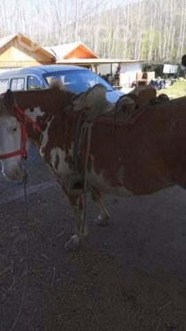 Yegua y tres vacas