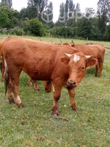 Novillo