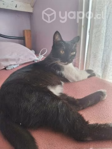Gata con bigote en adopción