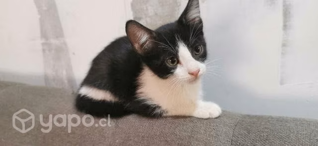Gatitos en adopcion