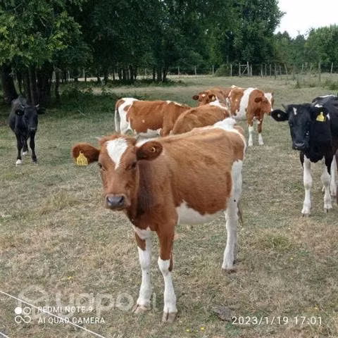 Animales!! - Imagen 2