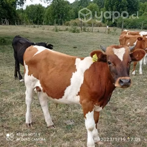 Animales!! - Imagen 4