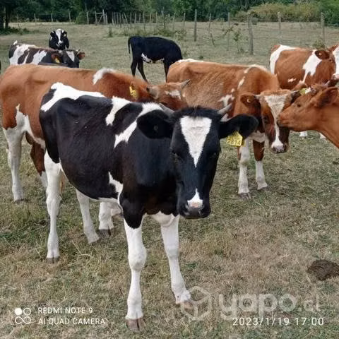 Animales!! - Imagen 3