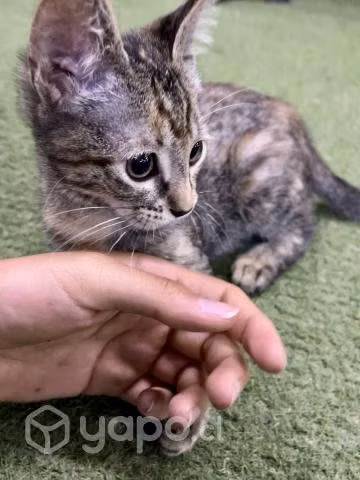Se regala gatita pequeña - Imagen 3