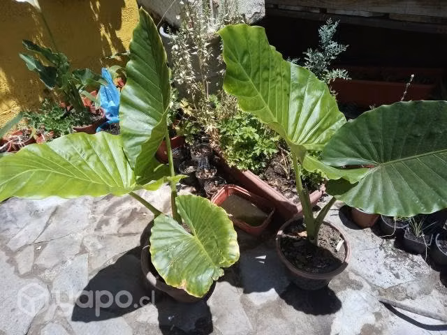 Mantos de Eva