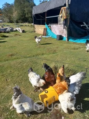 gallinas - Imagen 6