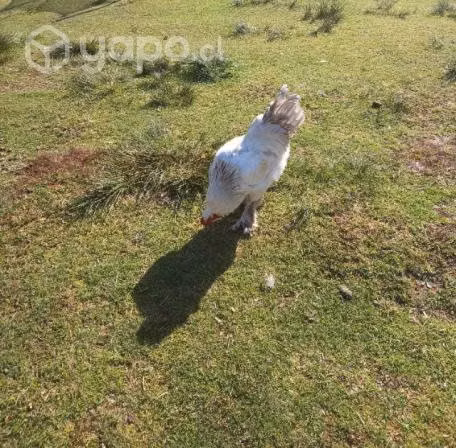 gallinas - Imagen 3
