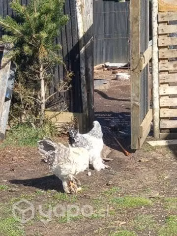 gallinas - Imagen 2
