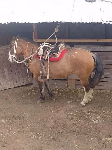 Yegua