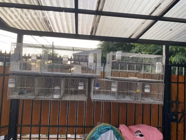 4 jaulas de pájaro