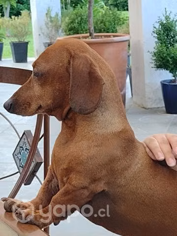 Busco novia, chico serio