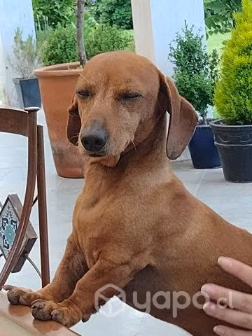 Busco novia, chico serio