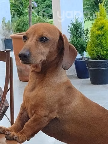 Busco novia, chico serio
