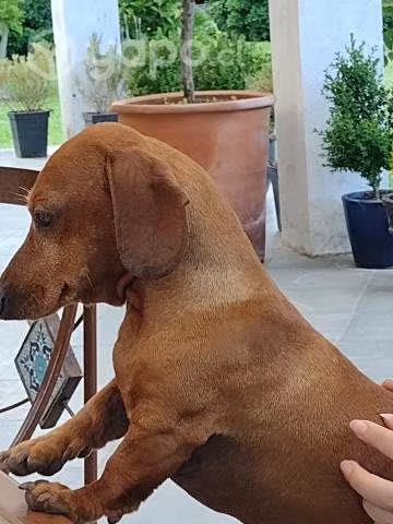 Busco novia, chico serio