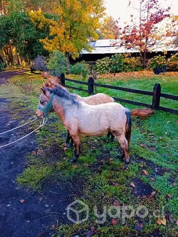 Ponis falabelas