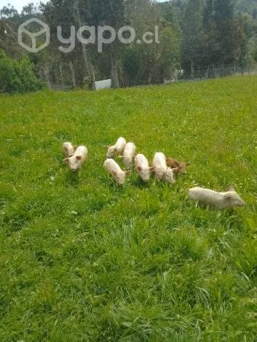 cerditos