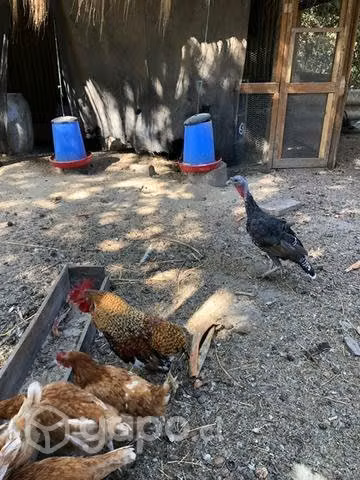 Pavos reales, pavos comunes, gansos, gallos